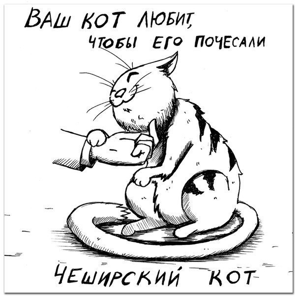 Определяем породу кошки по её характеру