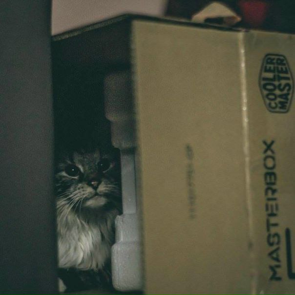 Кошки тоже любят #CoolerMaster