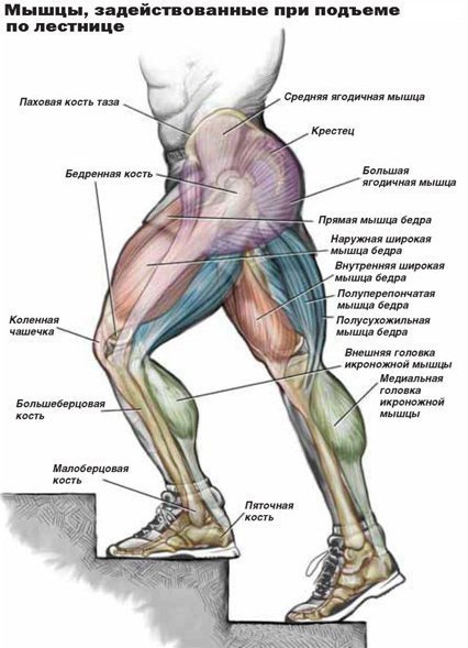 ХОДЬБА ПО ЛЕСТНИЦЕ: КАРДИО-АЛЬТЕРНАТИВА