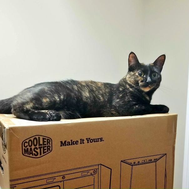 Ваша киска купила бы Cooler Master