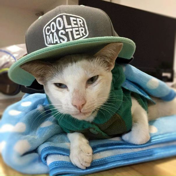 Стильный котяра