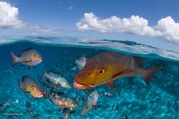 2017 Wildlife Photographer of the Year Awards