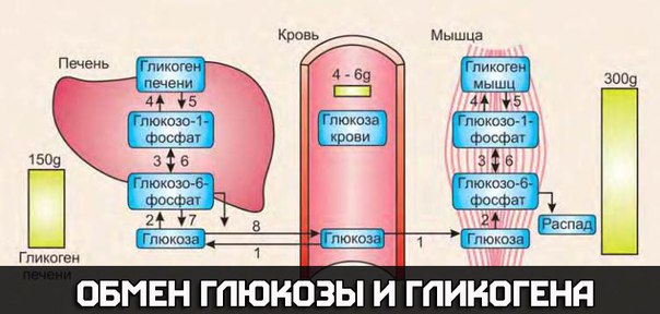 Обмен глюкозы и гликогена в мышечных волокнах.