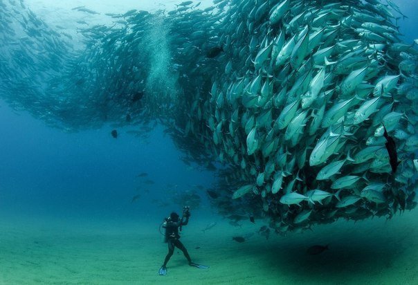 Дэвид Кастро и косяк рыб в Национальном парке Кабо Пульмо, Мексика.