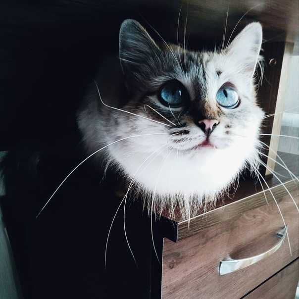 Кто лучше собака или кот 