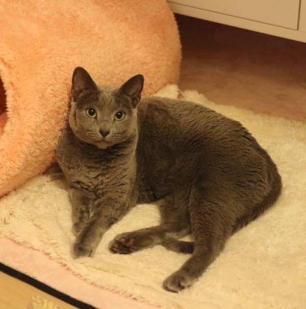 Кошатники ставят лайк