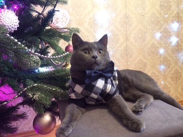Теодор
