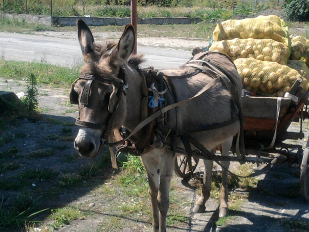 Что за зверь