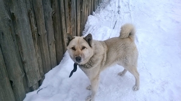 У кого живет дворняжка