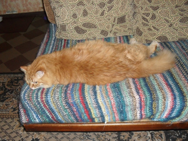 Много ли тут тех, у кого кошка