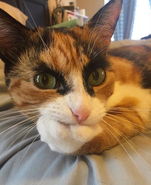 Lilly