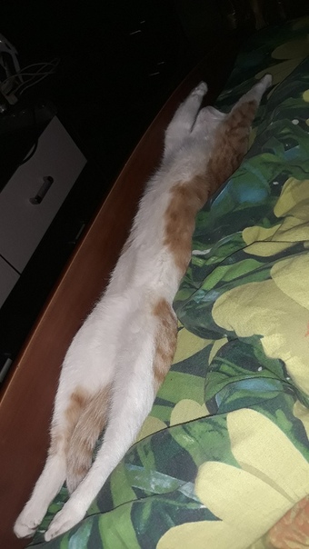 А ваш кот спит на спине