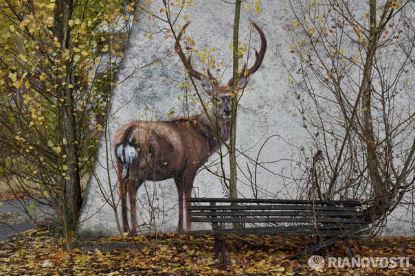 Зона отчуждения в Чернобыле стала домом для редких животных: 