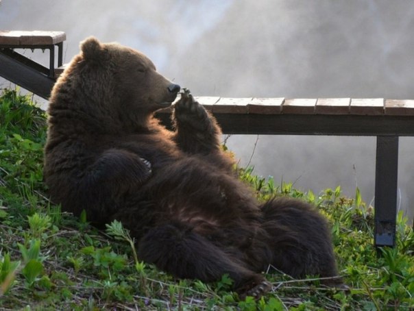 Рейнгольд - Черчесову: медведя можно натренировать за три месяца 