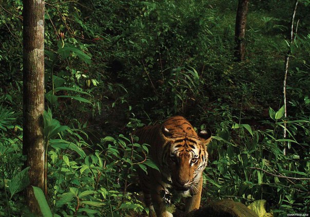 Горы Донг Пхайен – Кхао Яй станут «вторым домом» для тигров в Таиланде