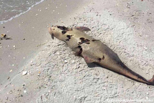 В Одессе выбросило на берег десятки мертвых дельфинов: 