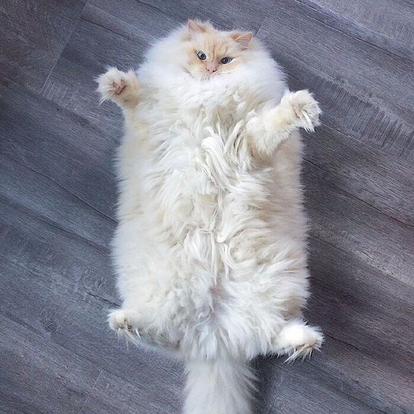 Котик в форме