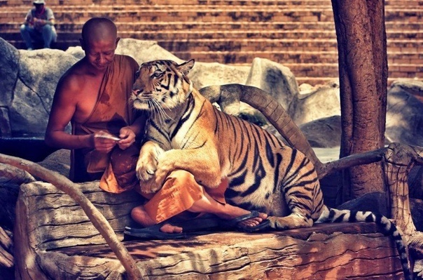 В монастыре Ват Па Луангта Буа Янасампанно на западе Таиланда живут тигры, которые стали настолько домашними, что ведут себя как кошки.