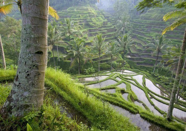 Рисовые террасы на острове Бали, Индонезия