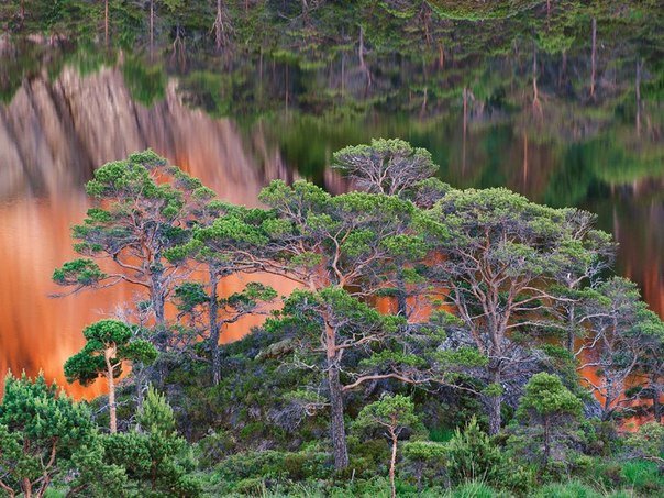 Scotch Pines, Norway.