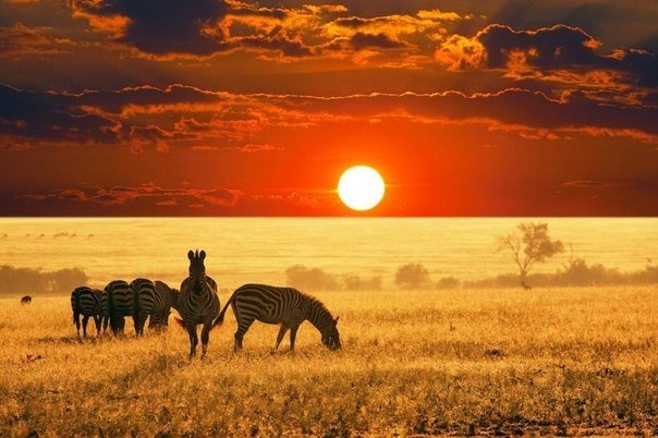 Закат в саванне на фоне стада зебр, Намибия