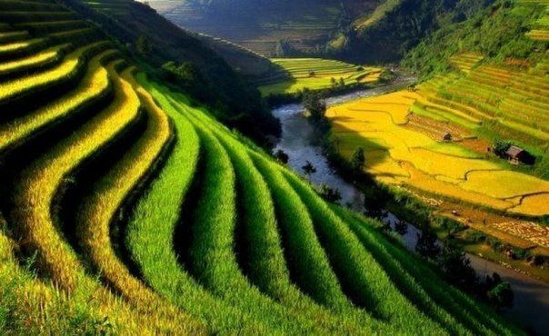 Сельскохозяйственные террасы на севере Вьетнама.