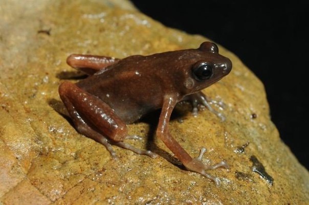 Ученые нашли в пещерах Таиланда новый вид лягушек.
