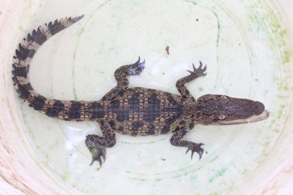 Малыш-крокодильчик пойман в Чалонге.