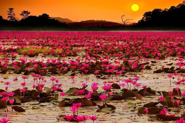 «Море красных лотосов» в 32 км покрыто миллионами розовых цветов. Лотосы цветут каждый год с ноября по март. Сейчас самый сезон для посещения этого места — Nong Han Kumphawapi в провинции Удон-Тхани. 