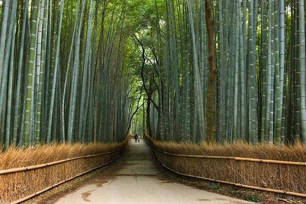 Бамбуковый лес. Киото, Япония.