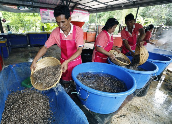 Как в Таиланде разводят съедобных насекомых