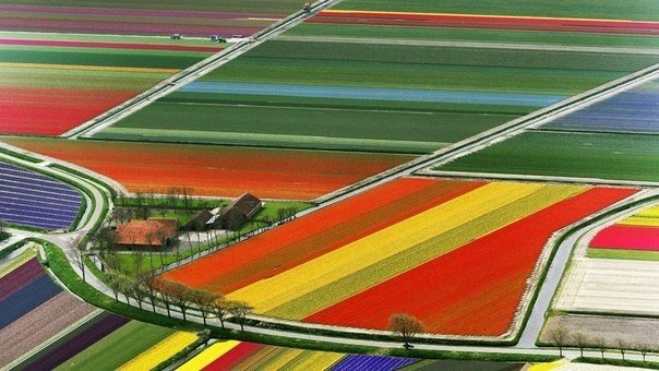 Поля тюльпанов в Голландии.