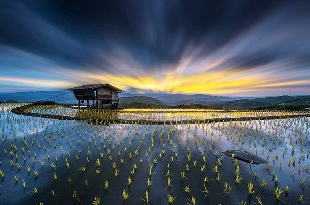 Рисовая плантация, Китай