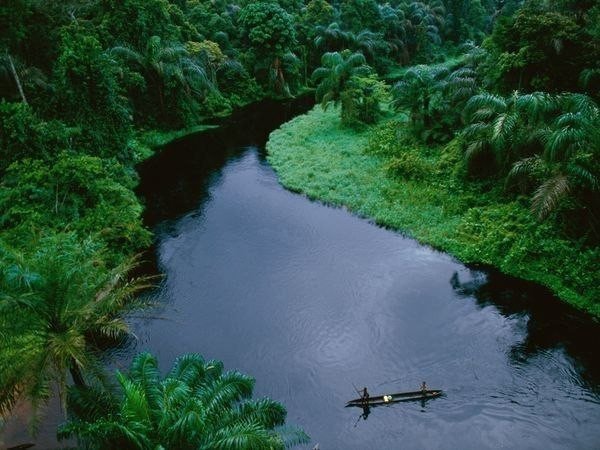Тропический лес в бассейне реки Конго.