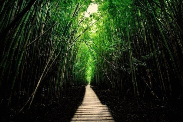 Бамбуковый лес на острове Мауи, Гавайи, США