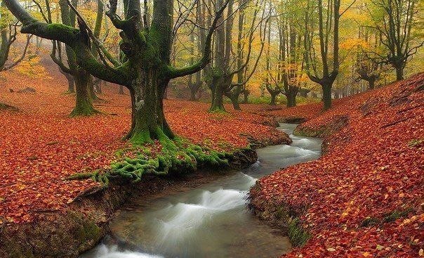 Осенний лес в Баварии, Германия