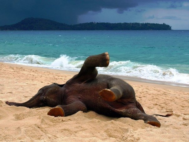 Слоненок резвится на песке, побережье Таиланда.