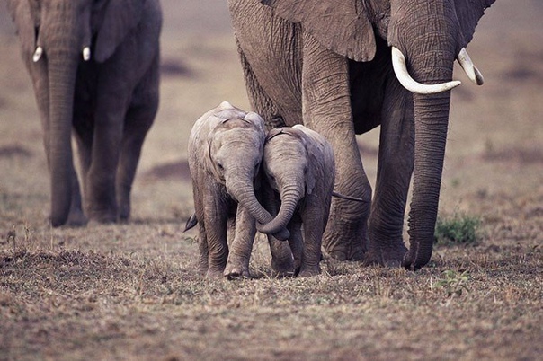 10 фотографий маленьких слонят, на которые невозможно смотреть без улыбки. 