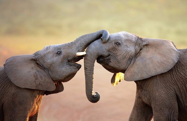 Вы когда-нибудь видели, как целуются слоны 