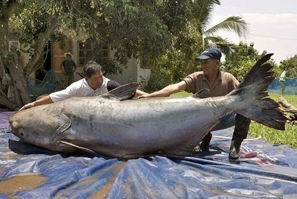 Рыбаки из северной части Таиланда демонстрируют сома, пойманного ими на реке Меконг. Длина рыбы около 2, Метров, вес – 293 кг.
