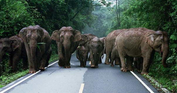 Случайная встреча со стадом диких слонов в Као Яй, национальный парк в Таиланде. Фотография 2008 года.
