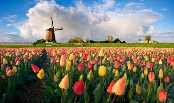 Нидерланды.